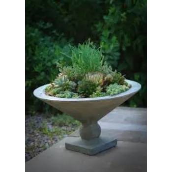 Good Succulent Plant